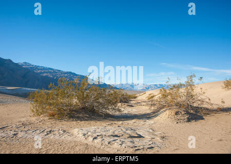 Kleine Sträucher Fristen ein Dasein in den Sand der Ofenrohr auch Dünen, tief im Death Valley Nationalpark Stockfoto