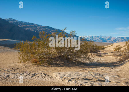 Kreosot Pflanze wächst inmitten der Mojave-Wüste Death Valley National Park. Stockfoto