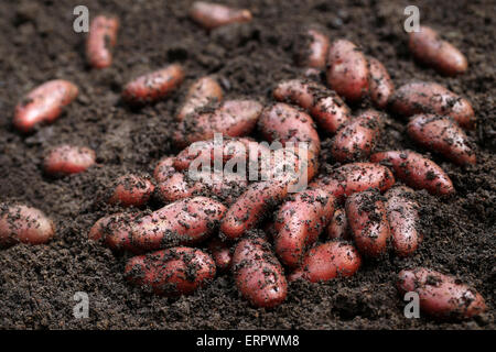 Neu geernteten rote Kartoffeln, verstreut im land Stockfoto