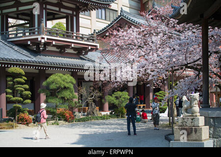 Kirschblüte bei Tocho-Ji-Tempel, Fukuoka, Kyushu, Japan Stockfoto