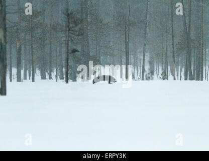 Wolverine, Gulo Gulo in Winterlandschaft mit Schnee fällt in Kuhmo, Finnland Stockfoto