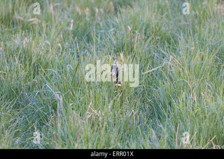 Männliche Stockente, Anas Platyrhynchos, spähen in Kamera Gras mit Tautropfen Stockfoto