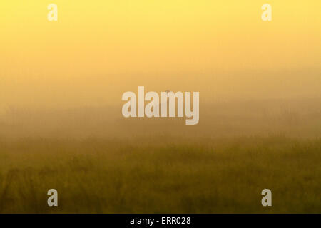 Kraniche in der Silhouette im Morgenlicht mit Nebel Mehrkampf und warmen Morgenlicht, Schweden Stockfoto