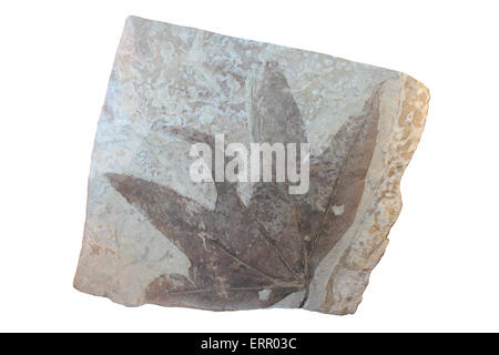 Fossilen Ahorn Blatt Platanus Wyomingensis Eozän - Fallschirm Creek Mitglied des Green River Formation, Utah Stockfoto