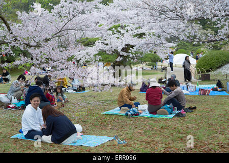 Menschen mit Picknick unter Kirschbäume in Blüte in Ritsurin-Koen, Takamatsu, Shikoku, Japan Stockfoto