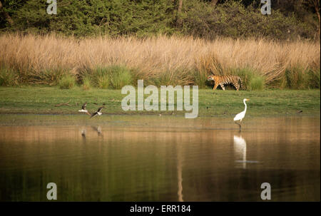 Ein Tiger geht entlang des Sees auf dem Rasen Stockfoto