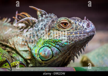 Nahaufnahme einer männlichen grüner Leguan (Iguana Iguana). Grüner Leguan Reptil Portrait Closeup Stockfoto