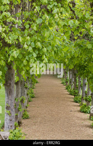 Lindenallee Stockfoto