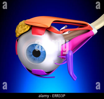 Auge Muskeln Anatomie - Querschnitt auf blauem Hintergrund Stockfoto