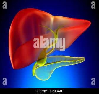 Gallenblase im Querschnitt echte menschliche Anatomie - auf blauem Hintergrund Stockfoto