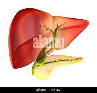 Gallenblase im Querschnitt echte menschliche Anatomie - isoliert auf weiss Stockfoto