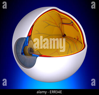 Augen-Querschnitt echte menschliche Anatomie - auf blauem Hintergrund Stockfoto