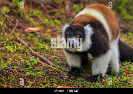 Ein Porträt von einem schwarzen und weißen Ruffed Lemur, Vakona Forest Reserve, Madagaskar. Stockfoto