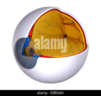 Augen-Querschnitt echte menschliche Anatomie - isoliert auf weiss Stockfoto