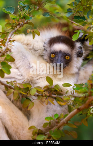 Ein Porträt von einem Verreau Sifaka Baby, Berenty Reserve, Madagaskar. Stockfoto