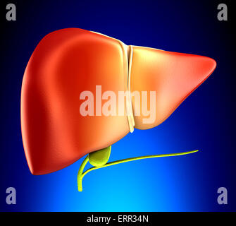 Leber echte menschliche Anatomie auf blauem Hintergrund Stockfoto