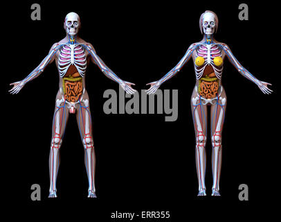 Männlich weiblich Anatomie - isoliert auf schwarz Stockfoto