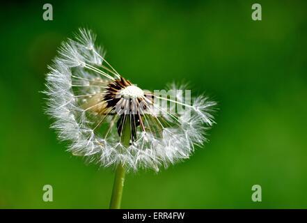 ein einzelner Stamm Löwenzahn, teilweise Saatgut Kopf, auf natürlichen grünen Hintergrund. Taraxacum Stockfoto