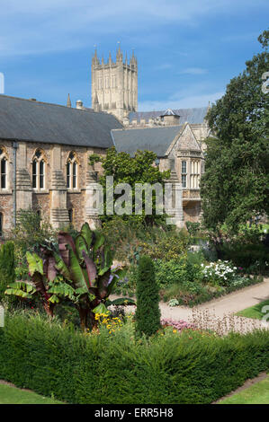 Wells Bishops Palace Gardens, Stadt, Somerset, England UK Stockfoto