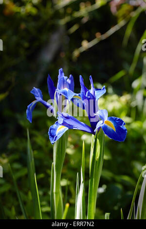 Eine blaue Iris in einem Garten Stockfoto