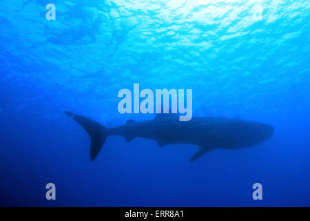 Walhai (Rhincodon Typus) und Schnorchler Silhouetten gegen die Oberfläche von unten, Süd Ari Atoll, Malediven Stockfoto