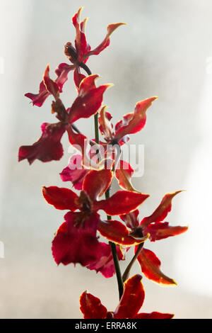 Tiefrote Orchideenblüten auf weißem Hintergrund Stockfoto
