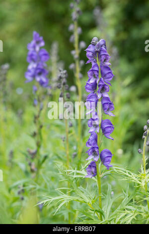 Aconitum variegatum. Eisenhut Blume. Eisenhut Blumen Stockfoto