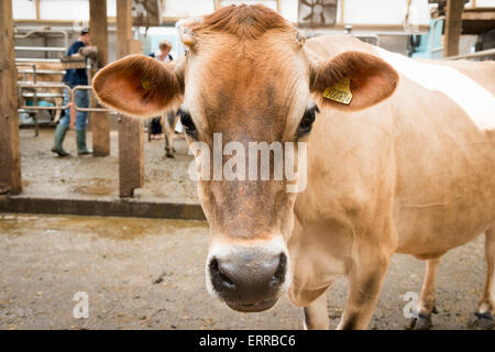 Eine neugierige Jersey Kuh an Pierrepoint Farm, Frensham, Surrey, UK, 7. Juni 2015. Die Farm, von der Landschaft Restaurierung Trust die Tierwelt freundliche fördert statt Landwirtschaft, einen Tag der offenen Tür in Verbindung mit dem nationalen Farm am Sonntag Ereignis. Tag der offenen Tür ist die Landwirtschaft nationalen Tag der offenen Tür von Verknüpfung von Umwelt und Landwirtschaft (Blatt-) verwaltet. Kredit Julian Eales/Alamy Live-Nachrichten Stockfoto