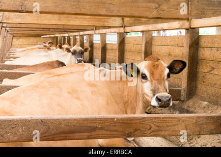 Jersey Kühe entspannen Sie am Pierrepoint Farm, Frensham, Surrey, UK, 7. Juni 2015. Die Farm, von der Landschaft Restaurierung Trust die Tierwelt freundliche fördert statt Landwirtschaft, einen Tag der offenen Tür in Verbindung mit dem nationalen Farm am Sonntag Ereignis. Tag der offenen Tür ist die Landwirtschaft nationalen Tag der offenen Tür von Verknüpfung von Umwelt und Landwirtschaft (Blatt-) verwaltet. Kredit Julian Eales/Alamy Live-Nachrichten Stockfoto