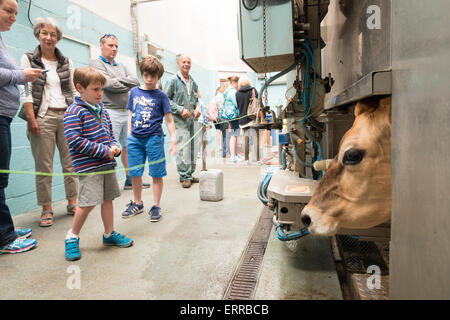 Besucher sehen eine Jersey-Kuh gemolken durch eine Roboter-Melkmaschine Pierrepoint Farm, Frensham, Surrey, UK, 7. Juni 2015. Die Farm, von der Landschaft Restaurierung Trust die Tierwelt freundliche fördert statt Landwirtschaft, einen Tag der offenen Tür in Verbindung mit dem nationalen Farm am Sonntag Ereignis. Tag der offenen Tür ist die Landwirtschaft nationalen Tag der offenen Tür von Verknüpfung von Umwelt und Landwirtschaft (Blatt-) verwaltet. Kredit Julian Eales/Alamy Live-Nachrichten Stockfoto