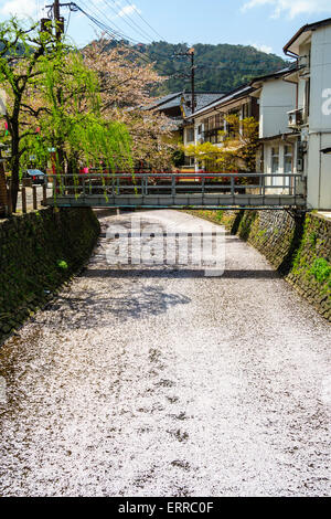 Japan, Kinosaki. Fluss, der durch die Stadt mit über hängenden Weiden und Kirschblüten führt. Oberfläche des Flusses vollständig mit rosafarbenen Kronblättern bedeckt. Stockfoto