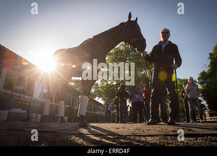 Elmont, New York, USA. 7. Juni 2015. Belmont Stakes und Triple Crown Gewinner 2015 amerikanisches PHAROAH, trainiert von BOB BAFFERT, Belmont Park, Sonntag, 7. Juni 2015. Bildnachweis: Bryan Smith/ZUMA Draht/Alamy Live-Nachrichten Stockfoto