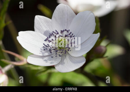 Nahaufnahme von einer weißen Blume die winterharte Wald Pflanze Anemone leveillei Stockfoto