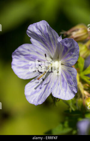 Weiß geädert Lavendel Blume von der Wiese-Storchschnabel, Geranium Pratense "Frau Kendall Clark" Stockfoto