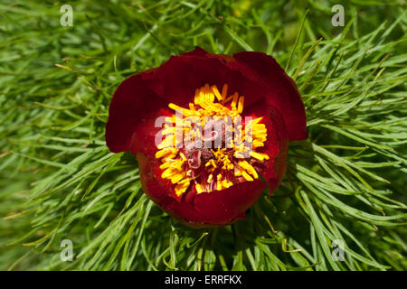 Nahaufnahme der Blüte der Farn Endivie Pfingstrose, Paeonia tenuifolia Stockfoto