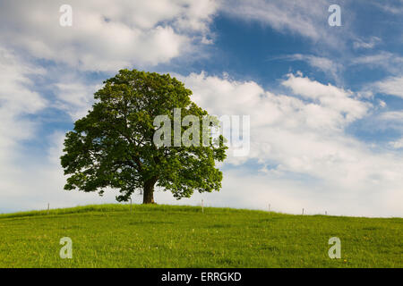 Galgenberg - Denkmal Ahornbaum auf dem mystischen Ort in Votice, Tschechische Republik Stockfoto