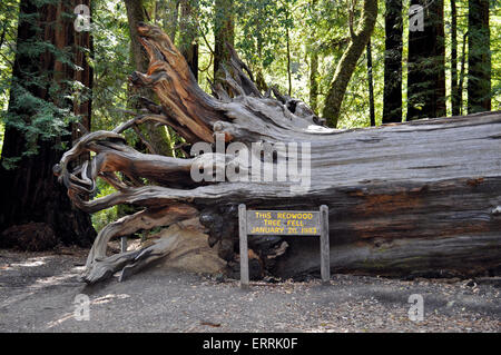 Gefallenen Coast Redwood-Baum, Big Basin Redwoods State Park, Kalifornien Stockfoto