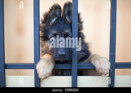 Unglückliche Welpen hinter Gittern im Tierheim Stockfoto