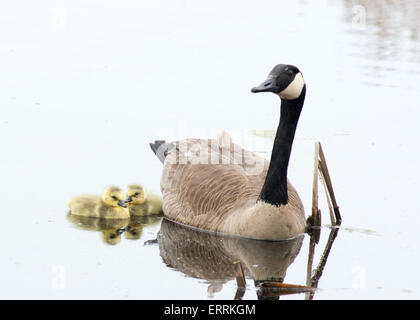 Drei Kanadagans Gänsel sitzen in der Wiese. Stockfoto