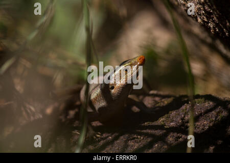 Variable Skink ruht auf Felsen Stockfoto