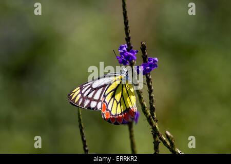 Ommon Isebel Schmetterling auf eine violette Blume Stockfoto