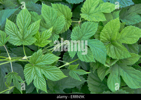 Neue Hop verlässt am Weinstock "Humulus Lupulus". Stockfoto