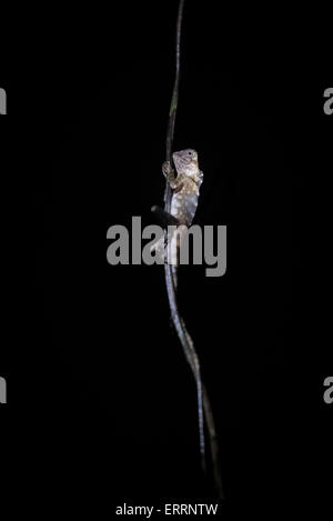 Wilde Borneo-Anglehead-Eidechse (Gonocephalus bornensis) klettert Liane im Kutai-Nationalpark, Ost-Kalimantan, Indonesien. Stockfoto