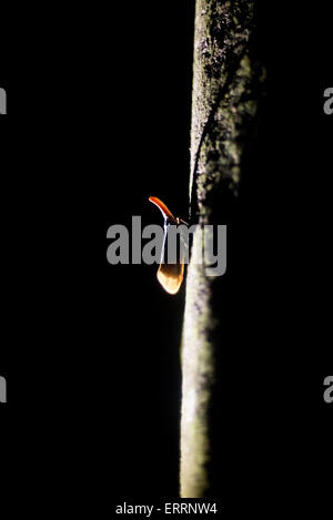 Pyrops Sultana SP. von Borneo. Stockfoto