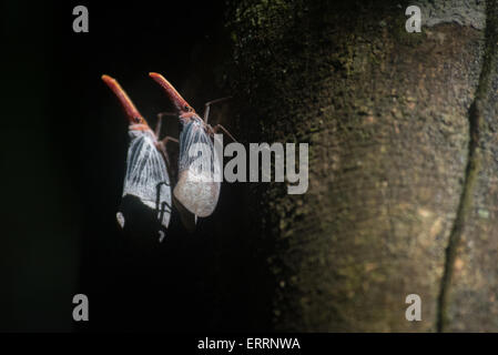 Pyrops sultana sp.­ im Kutai-Nationalpark, Indonesien. Stockfoto