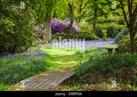 Rhododendren und Glockenblumen in den Wäldern des Weingutes Bowood in Wiltshire. Stockfoto