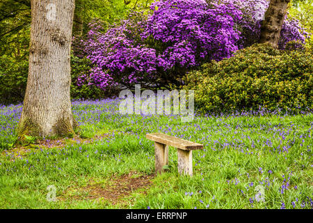 Rhododendren und Glockenblumen in den Wäldern des Weingutes Bowood in Wiltshire. Stockfoto