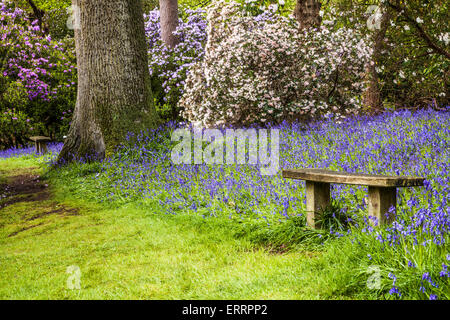 Rhododendren und Glockenblumen in den Wäldern des Weingutes Bowood in Wiltshire. Stockfoto