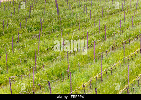 Felder der Obstgärten in geometrischen Reihen nach der modernen Landwirtschaft auf friedlichen Ebene organisiert Stockfoto