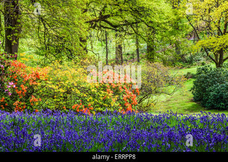 Rhododendren und Glockenblumen in den Wäldern des Weingutes Bowood in Wiltshire. Stockfoto